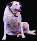 WATCH DOG